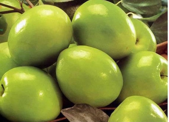 Taiwan Green Jujube – 4 Unroot Cuttings, 10" Long, Juicy Sweet Fruit 19 Brix, Large Harvest Tree