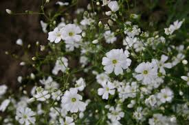 300mg Baby's Breath Covent Garden White Seeds (Gypsophila elegans) – Elegant White Blooms for Bouquets & Gardens