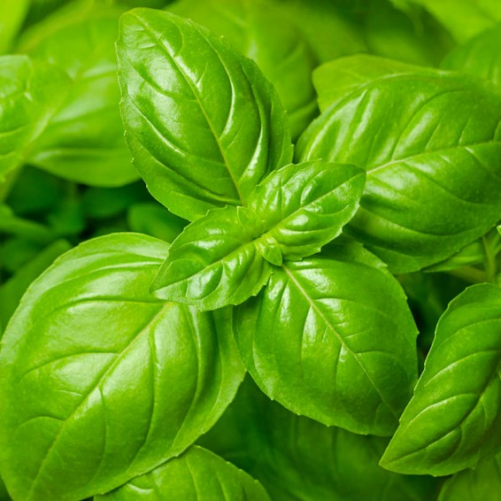 2000 Seeds Basil Genovese | Ocimum basilicum | Heirloom, Non-GMO Italian Herb | Aromatic & Flavorful