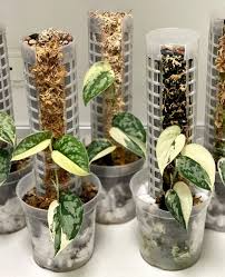 Scindapsus Mayari - Highly Variegated Rooted Cutting (1-2 Leaves) | Rare Cultivar with Stable Variegation