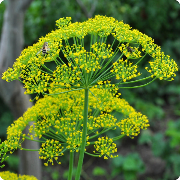 500 Seeds Mammoth Dill (Anethum graveolens) – Aromatic Herb for Culinary Use and Pollinator Gardens