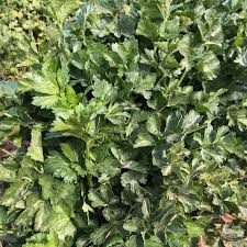 500mg Chinese Celery Kintsai Dark Green Seeds | Apium graveolens var. secalinum | Heirloom Celery | Easy to Grow & Flavorful