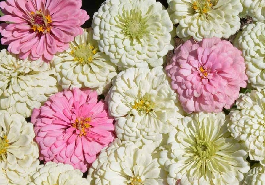 200 Seeds Zinnia Blushing Bride Mix, Cut Flowers, Pollinators, Weddings, Non-GMO, Zinnia elegans, Pink & White Blooms, Easy to Grow