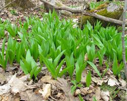 Wild Leek Ramp Seeds (Allium tricoccum) – 10 Seeds for Planting, Heirloom Variety, Rich & Savory, Perennial, Shade-Loving, Garden Woodland