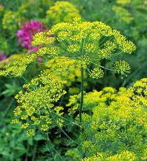 500 Seeds Bouquet Dill, Anethum graveolens, Aromatic Herb for Culinary and Garden Use