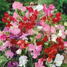 Bijou Mix Sweet Pea Seeds | Non-GMO | Fragrant Multicolor Blooms | 10-18 Inches Tall | USDA Zones 1-10 |