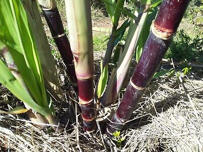5 Dark Green and Purple Sugarcane Cuttings - Sweet & Juicy, 2" Rooted Sticks, Ready to Plant, Fast Growing, Live Plant