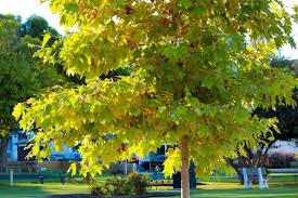American Sycamore Tree Starter Plant | Live Bare Root | Fast-Growing Shade Tree for Zones 3-9 | 2-3 Feet Tall