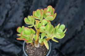 4 Unrooted Cuttings 3-4" Hobbit Friendship Tree – Crassula ovata, Lucky Plant, Money Tree, Easy Grow Succulent, Prosperity Plant Starter