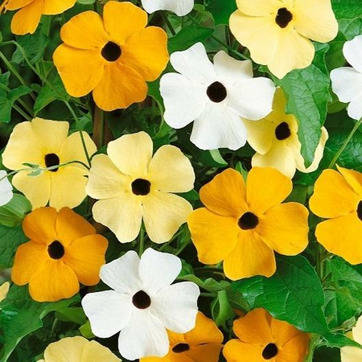 50 Seeds Black Eyed Susan Vine Mixed Colors – Non-GMO, Tender Perennial, Attracts Pollinators, Vibrant Flowers for Gardens & Trellises
