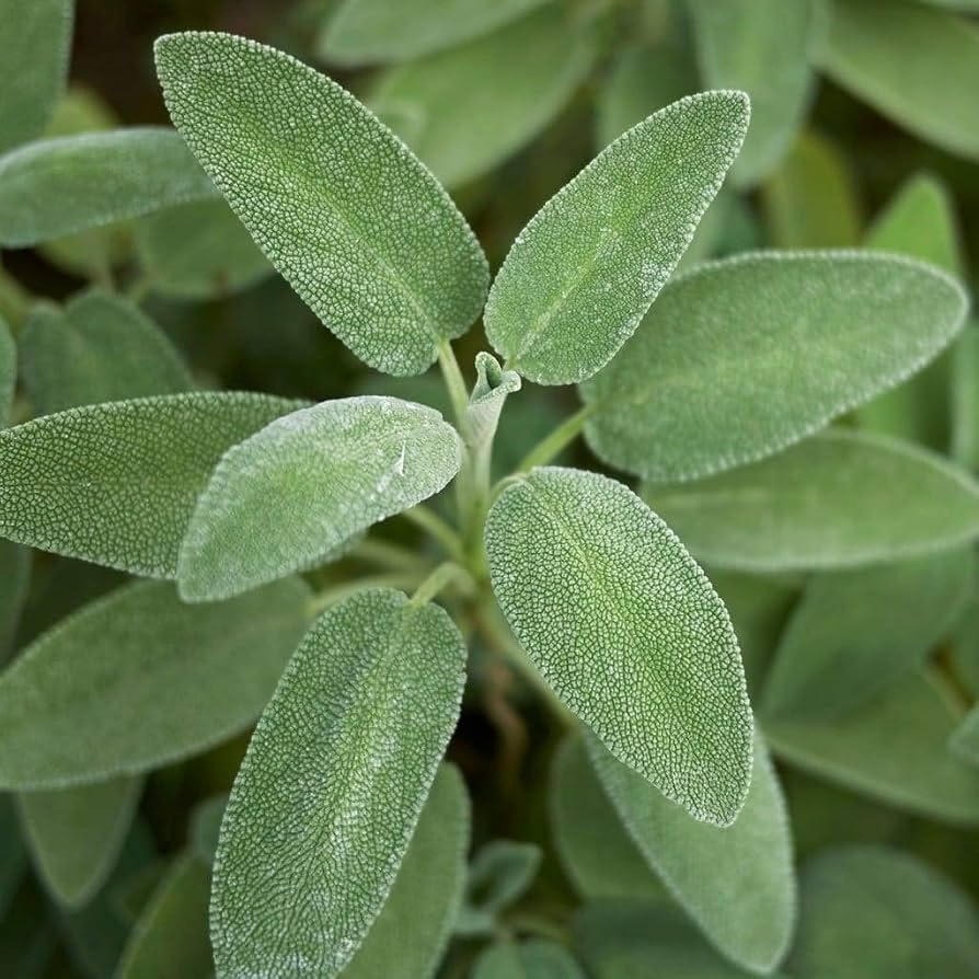 30 Sage Broadleaf Seeds for Planting - Salvia officinalis Fresh Culinary Herb, Easy to Grow, Perfect for Gardens & Kitchens