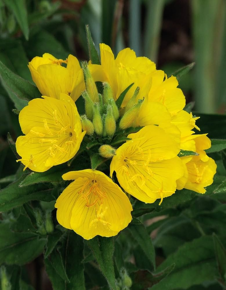 100mg Evening Primrose Seeds (Oenothera biennis) - Vibrant Night Bloomer, Pollinator-Friendly