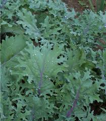 500 Red Russian Kale Seeds – Brassica napus – Heirloom, Tender & Sweet, Cold-Hardy, Fast-Growing