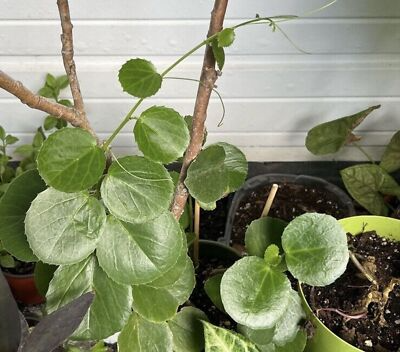 RARE Arabian Wax Ivy (Cissus Rotundifolia) Unrooted Cutting - Unique Live Houseplant Starter for Indoor Decor & Easy Care