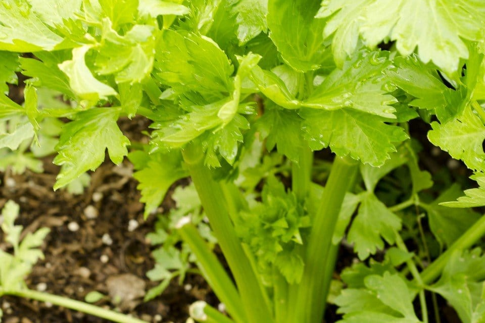 500 Seeds Golden Pascal Celery, Crisp & Sweet Stalks, Heirloom Variety