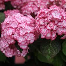 Hydrangea 'Miss Saori' | Live Starter Plant | Double-Petaled Flowers | Deciduous Shrub | Zones 5-9 | Dormant/ Cutback Plant