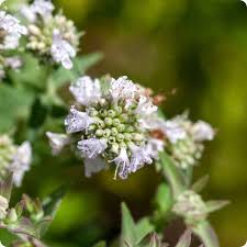 25 Seeds Florida Mountain Mint Seeds (Pycnanthemum floridanum) | Fragrant Perennial Herb for Pollinators, Tea