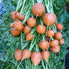 300 Seeds Parisian Carrot (Daucus carota) – Small, Round Heirloom Variety for Gourmet Gardens