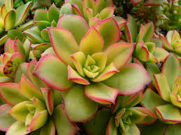 Aeonium haworthii ‘Dream Color’ Kiwi | 2 Bare Root 2" Live Succulent Plants | Variegated Rosettes, Drought-Tolerant