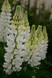 500mg Lupine Russell White Seeds - Lupinus polyphyllus - Elegant Perennial White Flowering Plant