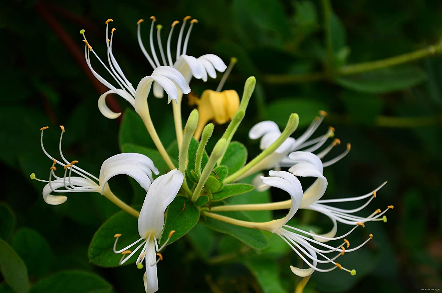 10 Japanese Honeysuckle Vine Cuttings – Lonicera japonica, Unrooted St –  Jayme Garden