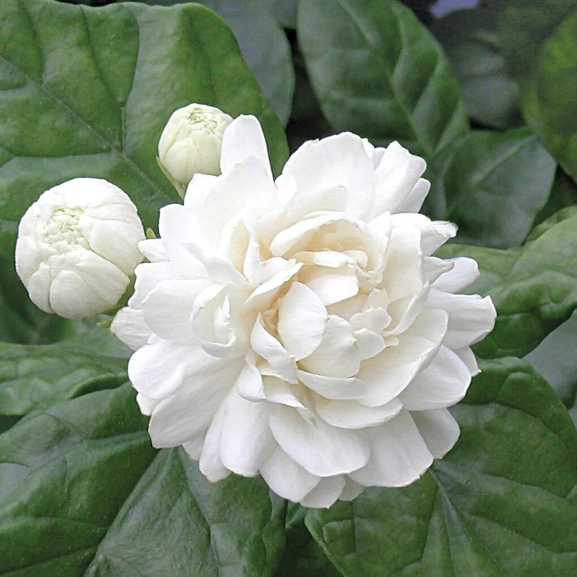 2 Grand Duke Jasmine Plants | Jasminum Sambac Bareroot Plugs 7ā10" | Super Fragrant Arabian Jasmine | Live Flowering Shrub