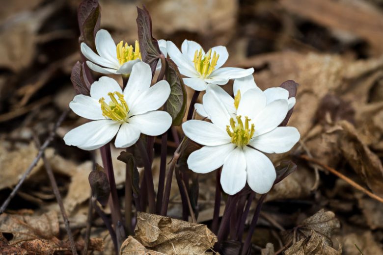 5 Twinleaf Plants (Jeffersonia diphylla) Bare Root Wildflower | Native Woodland Perennial | Early Spring Shade Garden Flower