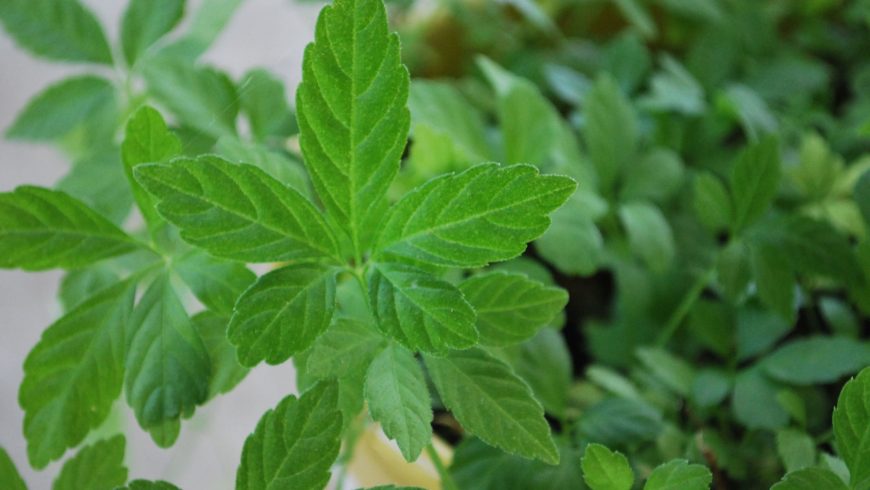 5 Organic Jiaogulan Cuttings | Gynostemma pentaphyllum | Unrooted Live Immortality Herb | Tea Vine Plant | Southern Ginseng