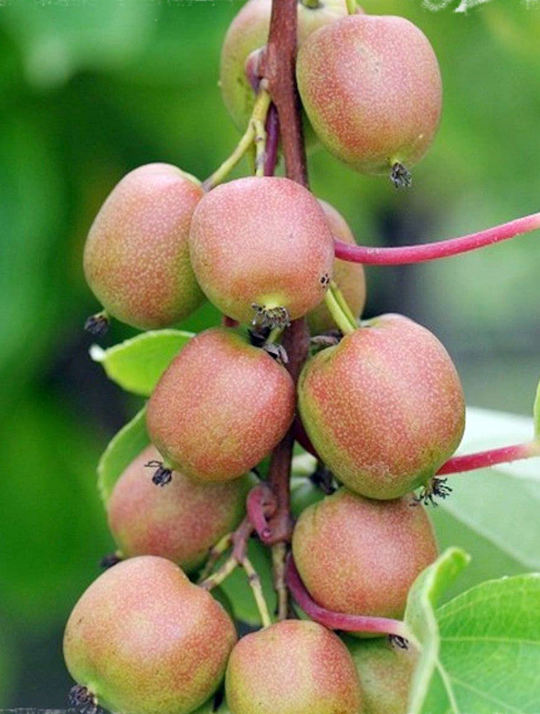 10 Hardy Kiwi Cuttings – Actinidia arguta ‘Geneva’ Female, Organic Unrooted Vines, Cold Hardy, Sweet Fruit, Easy to Grow