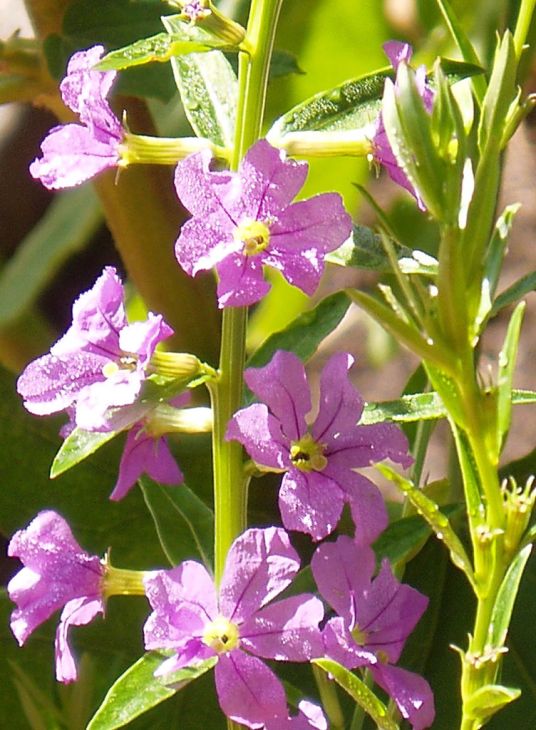 3000 Lythrum alatum Seeds | Winged Loosestrife | Native Perennial Wetland Plant | Pollinator-Friendly Meadow & Garden