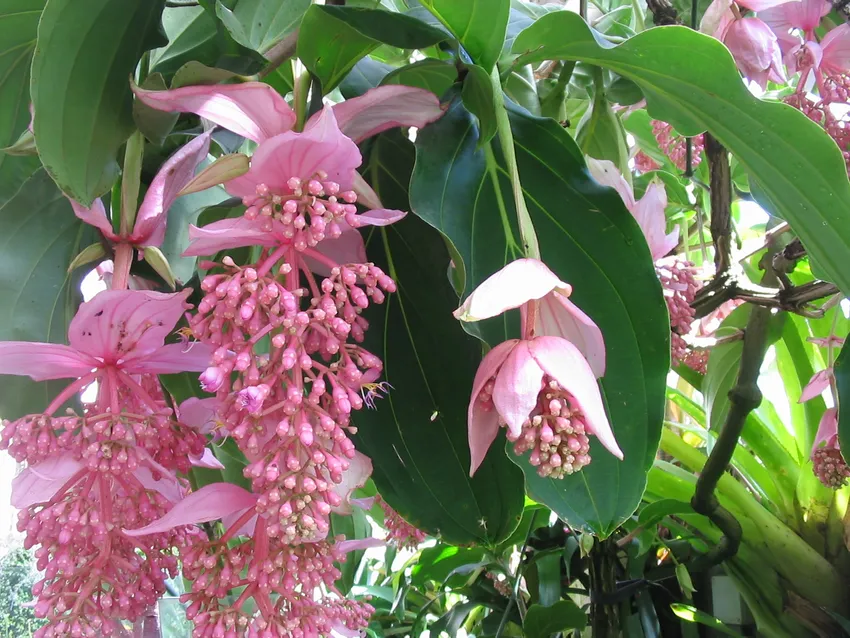 Philippine Pink Medinilla Apoensis Live Starter Plant Tropical Flowering Plant Exotic Pink Blooms