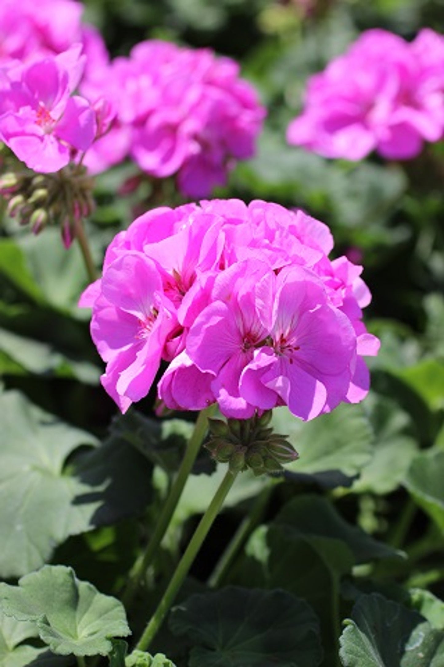 12 Purple-Pink Zonal Geranium Cuttings β Pelargonium hortorum 6" Live Stems β Fresh Unrooted Starter Plants for Beds, Baskets & Containers