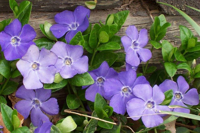 50 Live Vinca Minor Plants β Dwarf Periwinkle Bare Roots, Evergreen Ground Cover, Shade Loving, Hardy & Fast Spreading