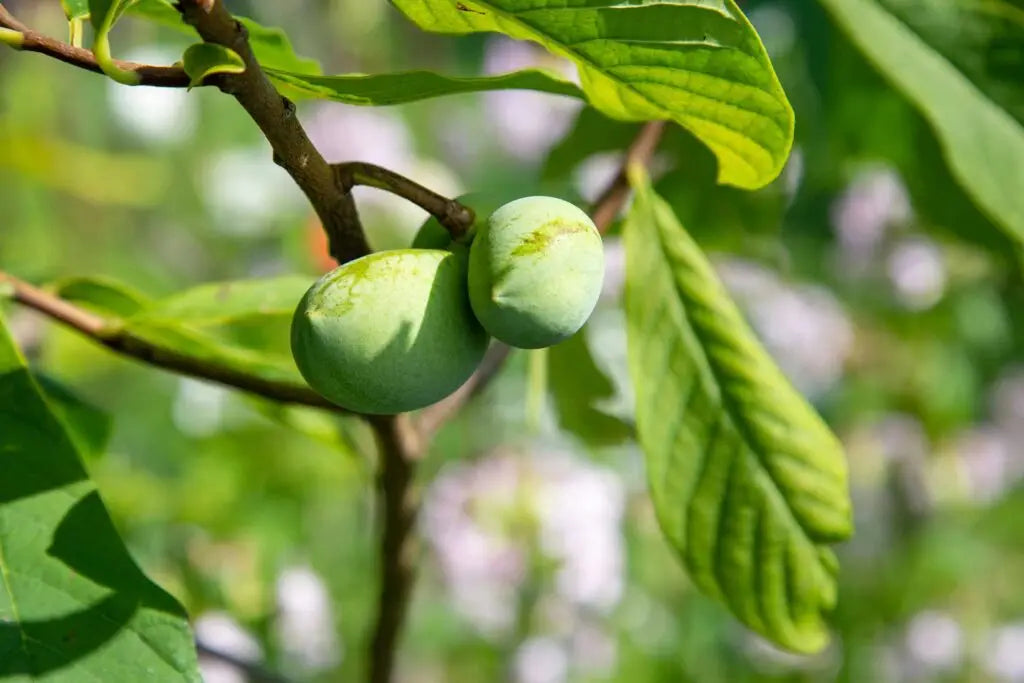 2 Pawpaw Trees Live Plants (Asimina triloba) β Bare Root Seedlings 6-12β | American Paw Paw Fruit Tree | Cold Hardy Native Plant