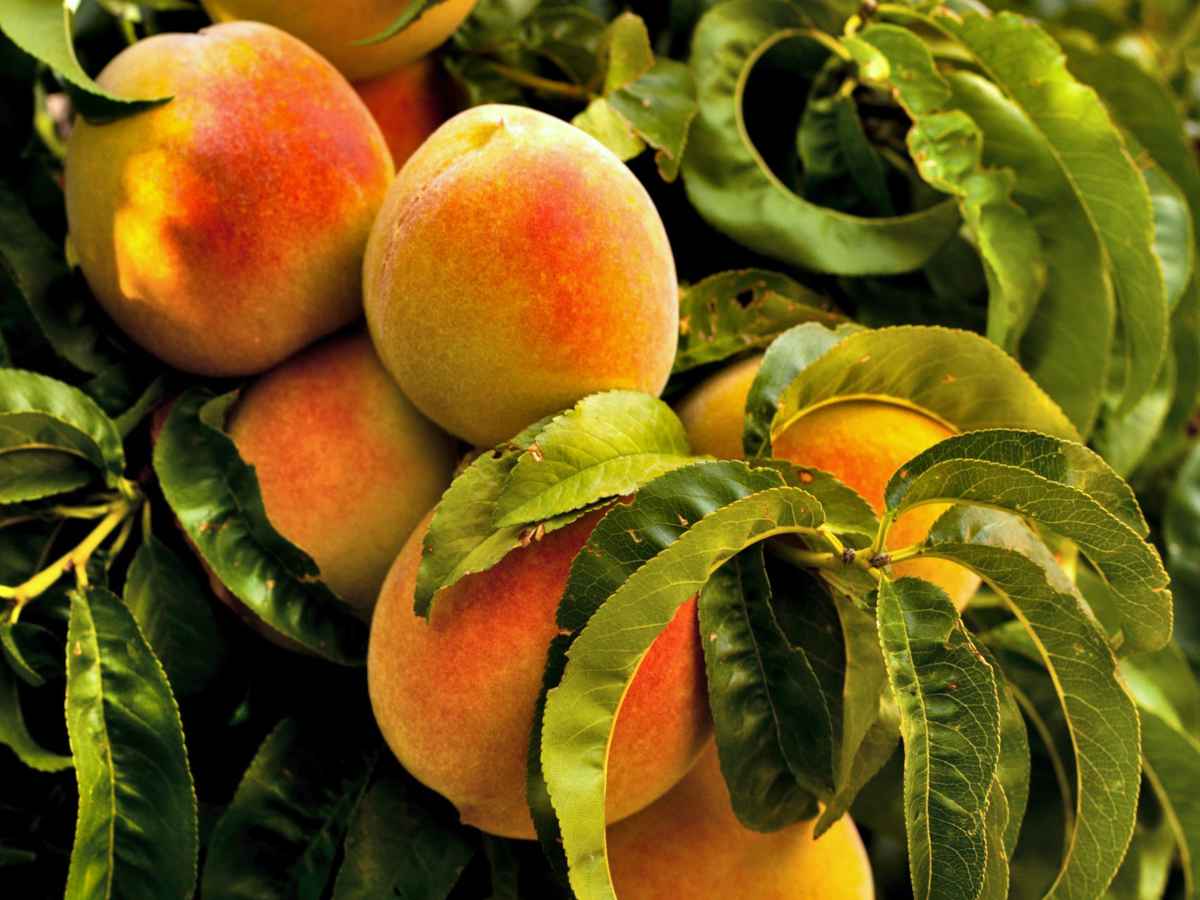 6 Yellow Peach Tree Cuttings | Unrooted Organic Prunus persica | Sweet Fruit Tree, Heirloom Variety, Easy to Root, Garden Orchard