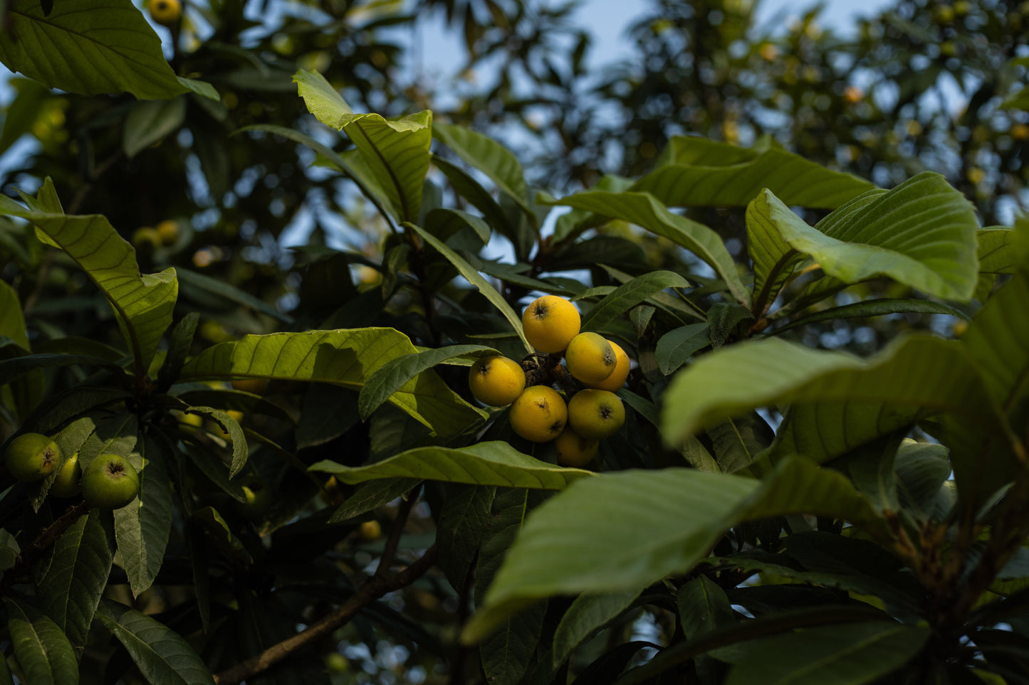2 Loquat Live Plants – 6–12 Inches Tall – Ready to Plant – Eriobotrya japonica