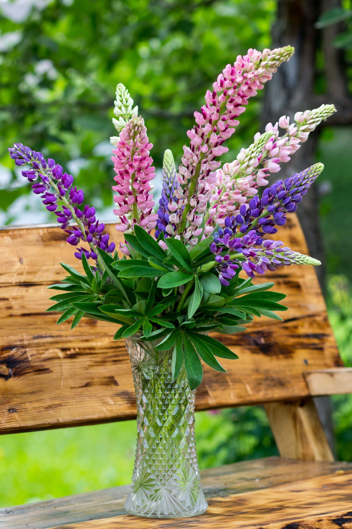Lupine Gallery Mini Extra Mix 4 Live Perennial Plugs – Lupinus Hybrid Starter Plants