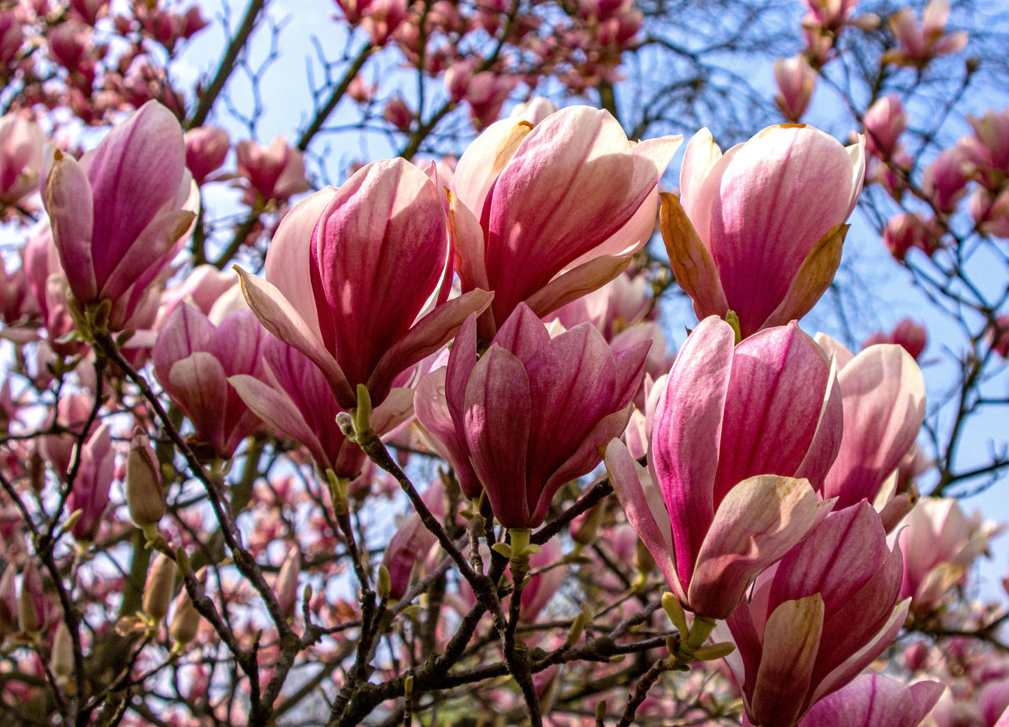 Ann Star Magnolia Live Plant – 3 Inch Pot – Magnolia 'Ann'