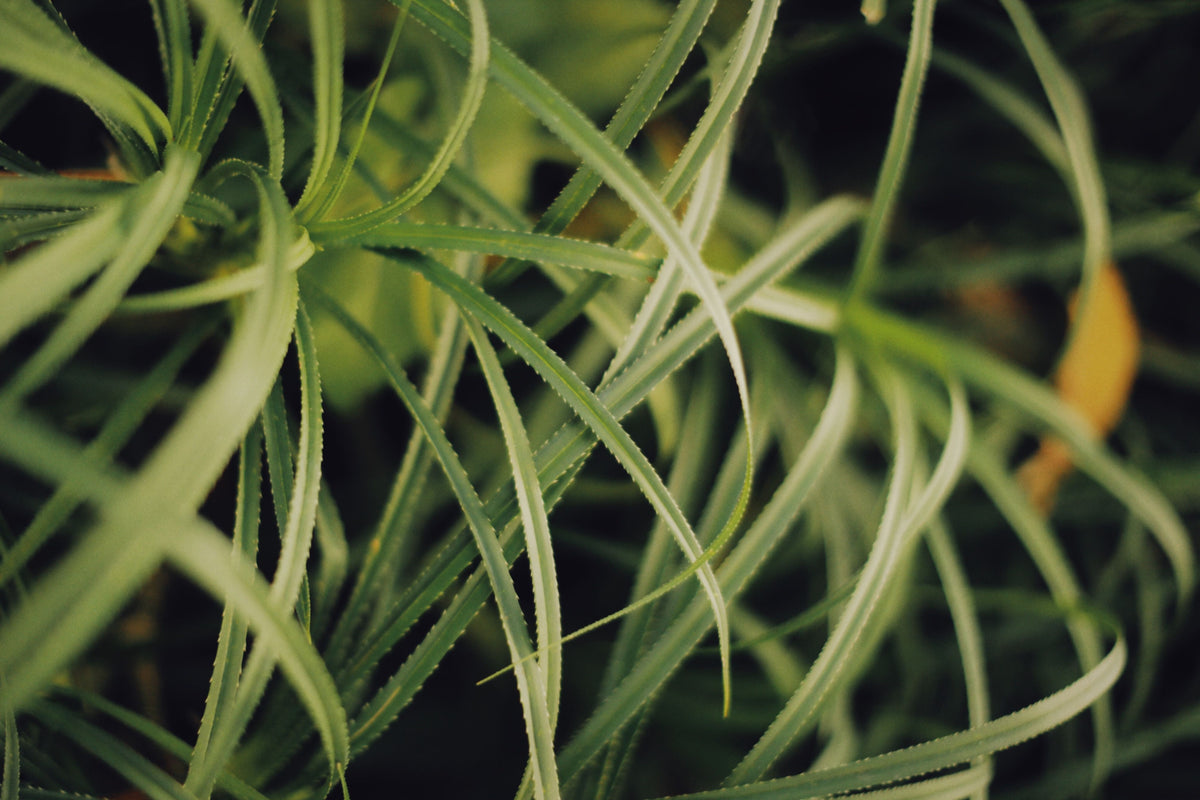 EverColor Everlime Japanese Sedge 1 Live Plant – Carex oshimensis ‘Everlime’ – 1 Gallon Pot