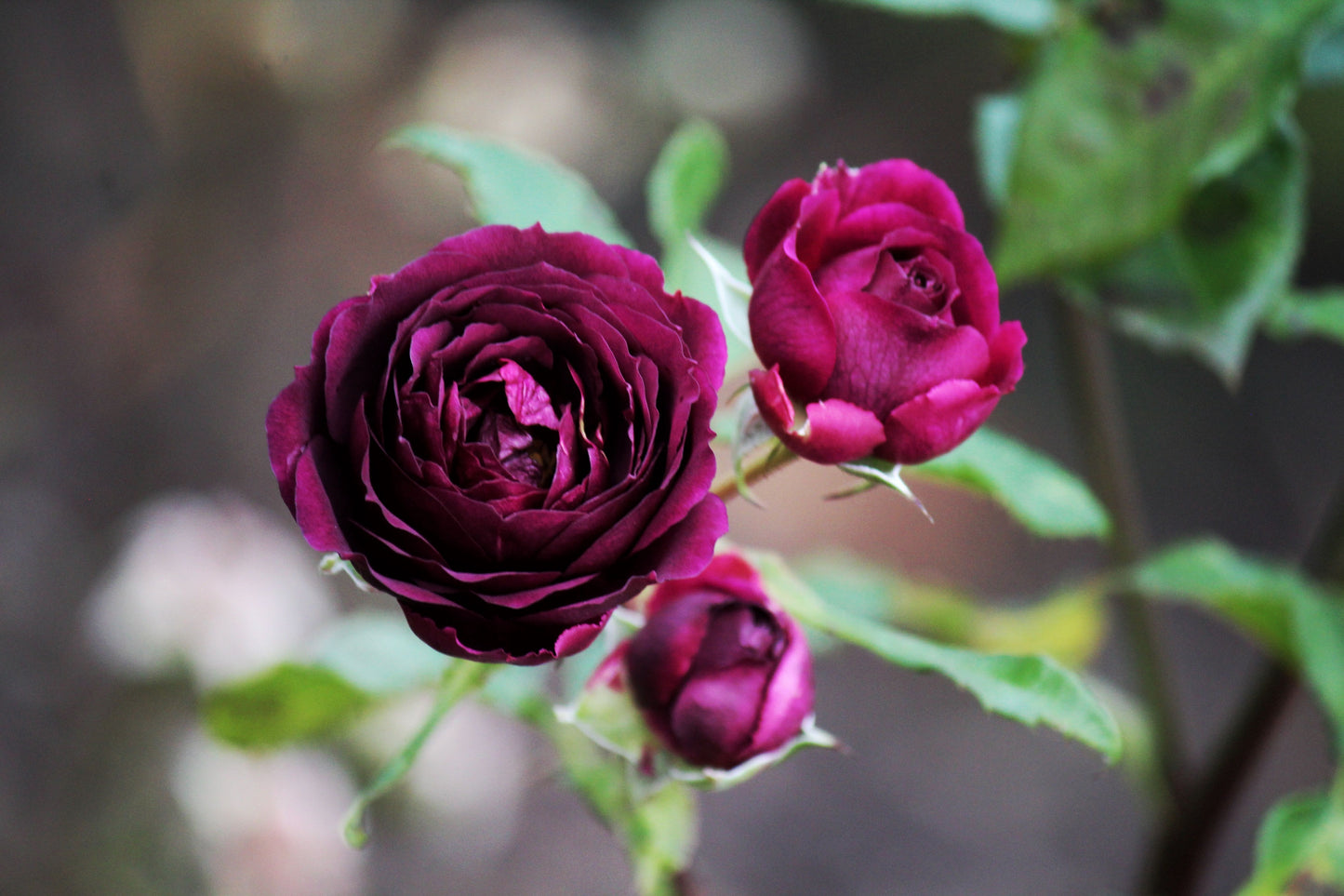 Burgundy Iceberg Rose 3 Unrooted Cuttings 6 Inches – Floribunda Rose Plant Cuttings