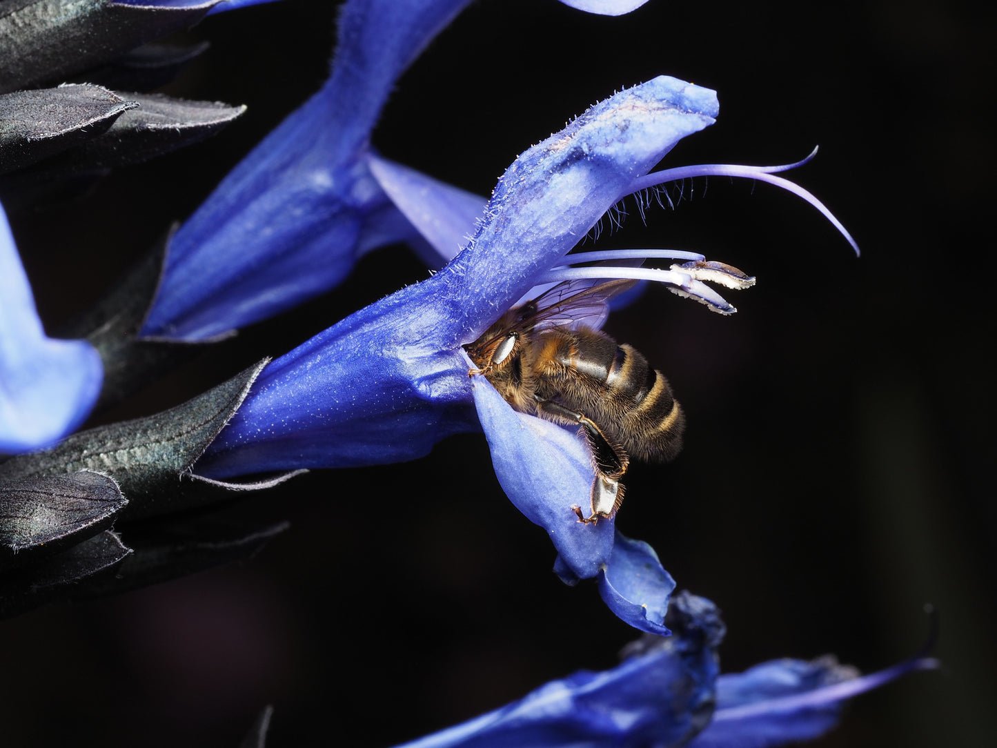 Black and Blue Salvia Live Starter Plant Salvia Guaranitica Flowering Perennial Blue Blooms Rooted Plant