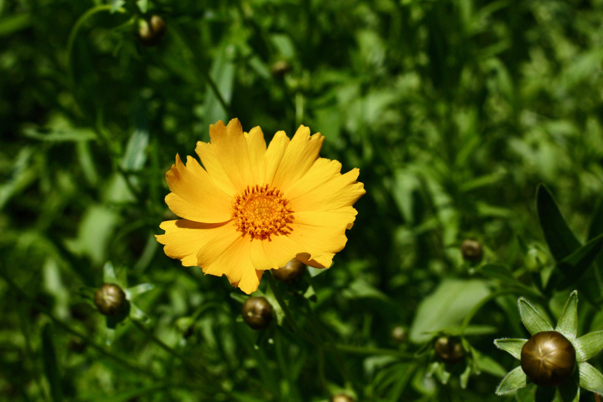 Baby Sun Tickseed – 1 Live Flowering Perennial, 1-Gallon Size – Coreopsis grandiflora ‘Baby Sun’