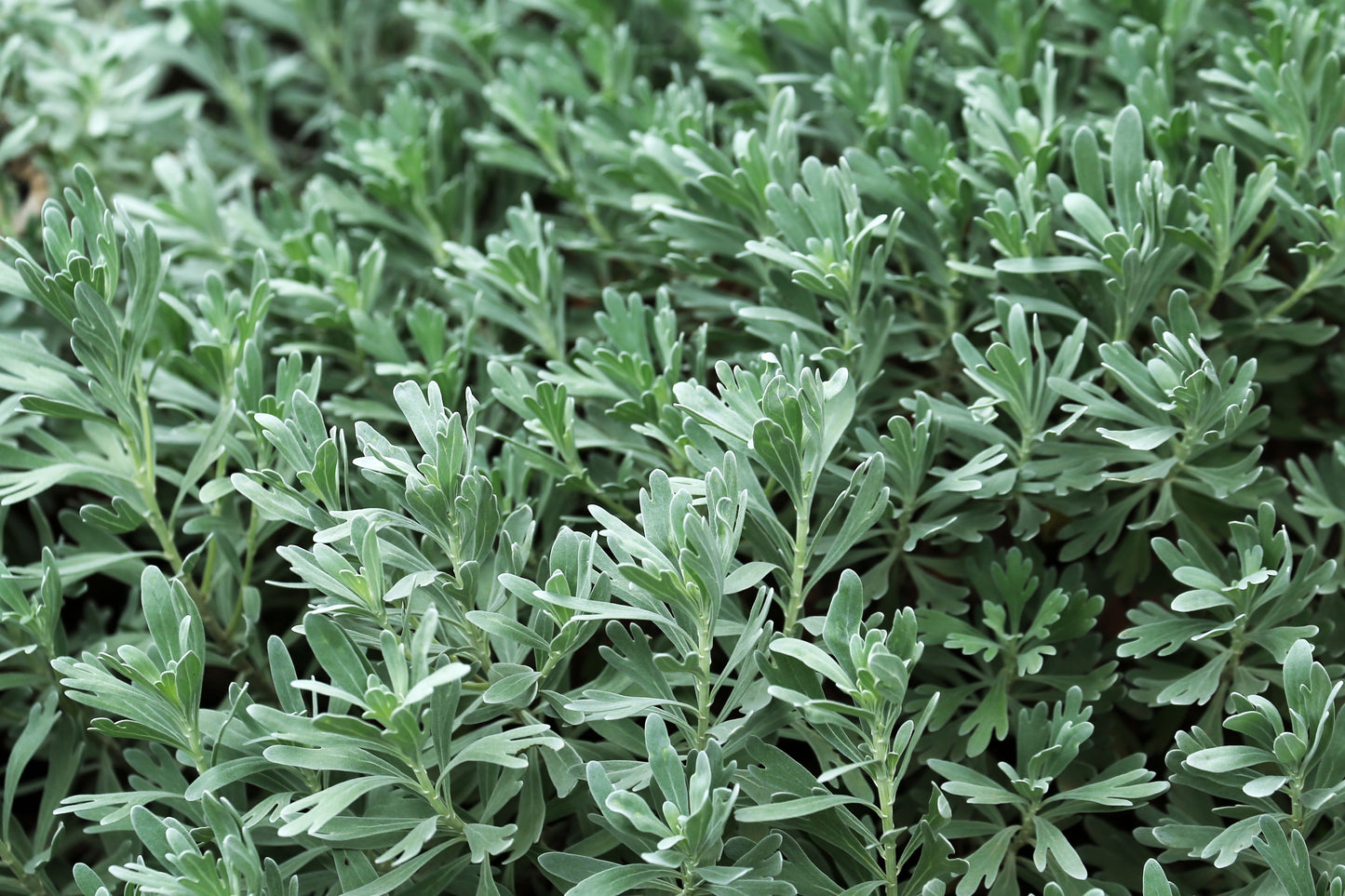 GardenGhost Wormwood 1 Live Plant – 4-Inch Pot – Artemisia Hybrid ‘GardenGhost’