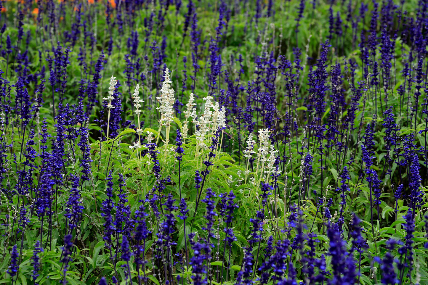 Ellagance Snow White Lavender Live Rooted Plant – 4-Inch Pot – Lavandula angustifolia 'Ellagance Snow'