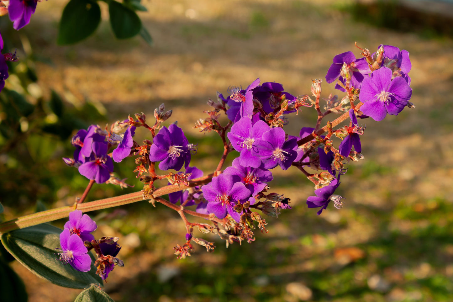 Tibouchina Athens Live Plant 5–6 Inches Tall – Tibouchina Flowering Shrub