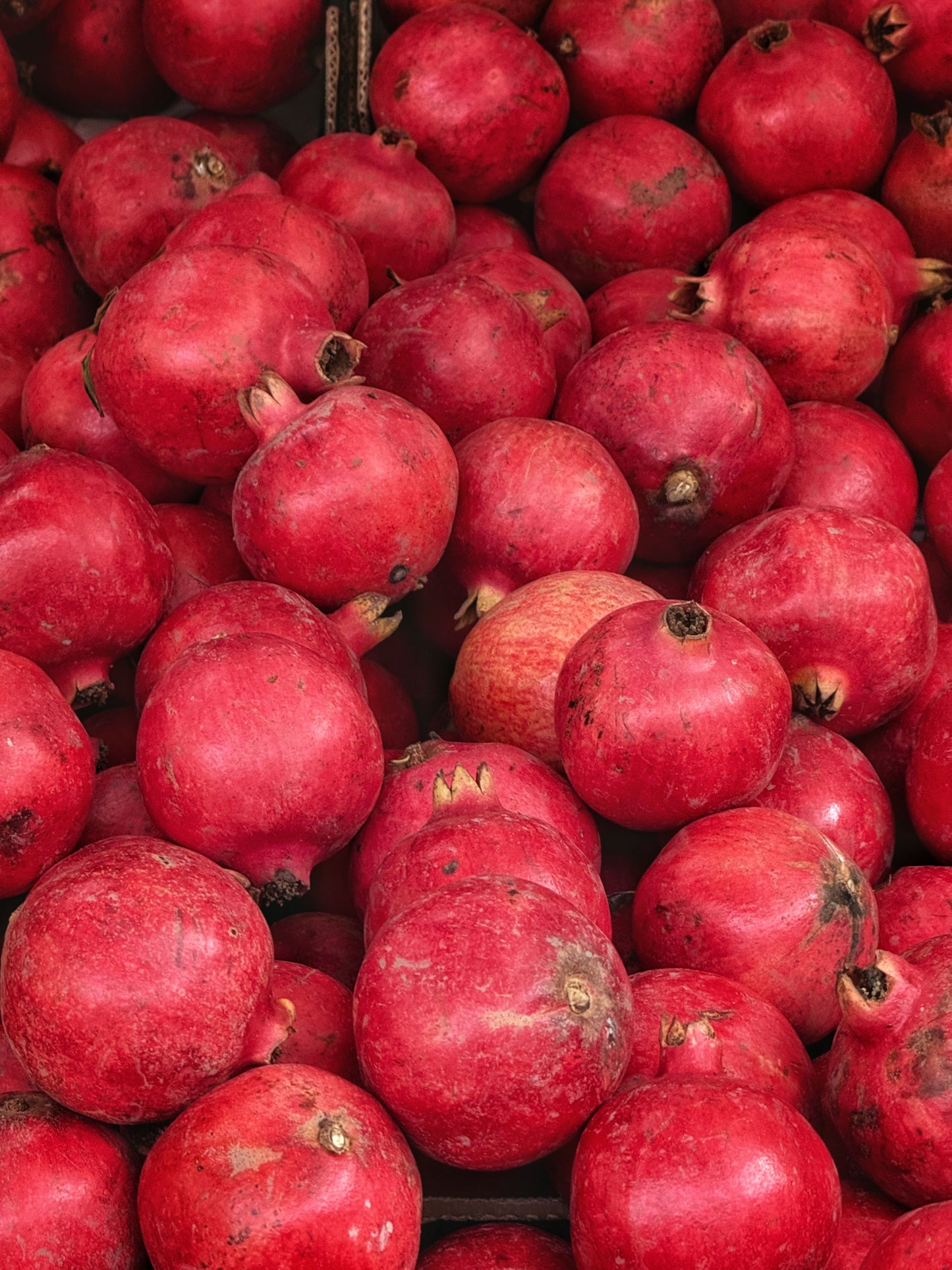 Pomegranate ‘Wonderful ’Punica granatum - 2 Well Rooted Starter Trees 8"-12" Tall in 1 Qt Pots Grown at Rosie Belle Farm Free Shipping