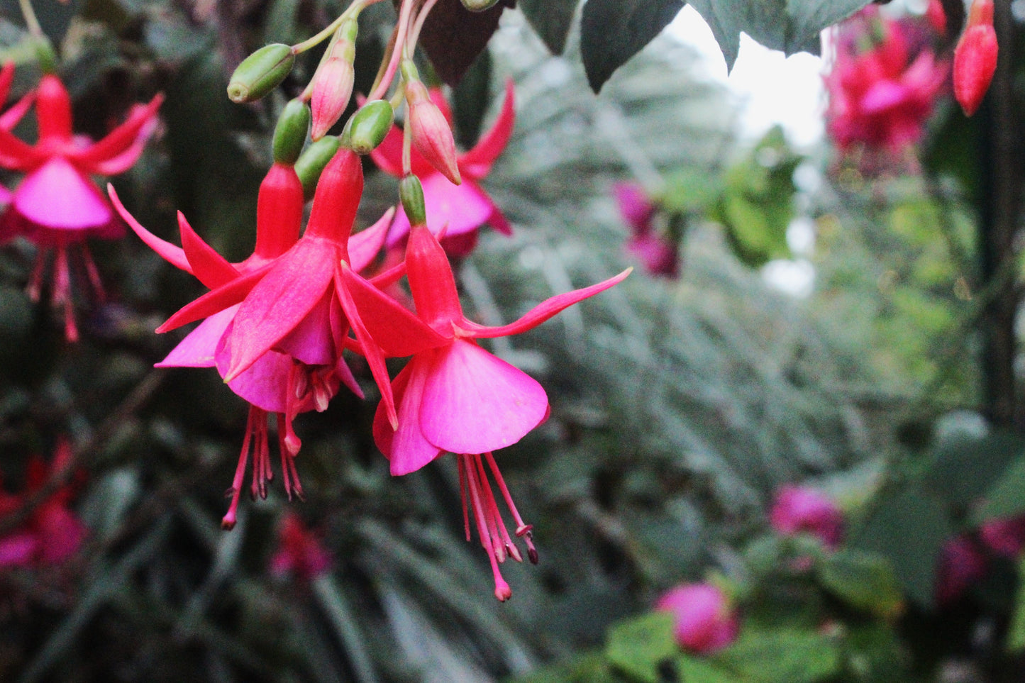 3-Pack Live Fuchsia Plants – 6-Inch Pots – Choose from 15+ Varieties – Fuchsia spp.