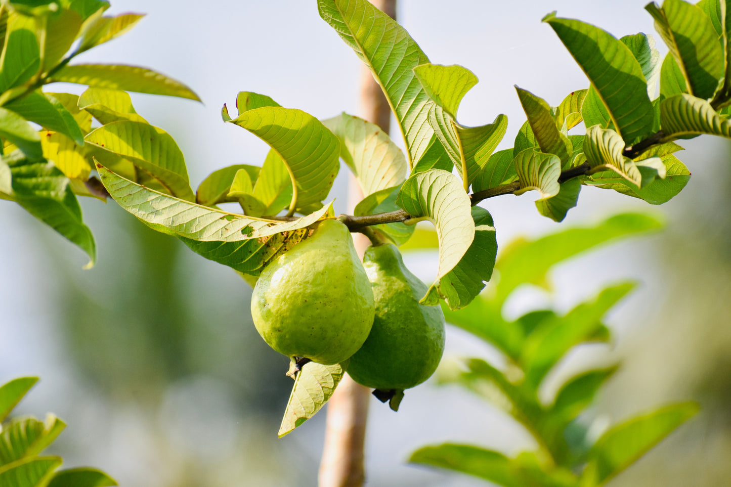 Pink Guava Fruit Tree Live Plant – Approx. 10 Inches Tall with Pot – Psidium guajava