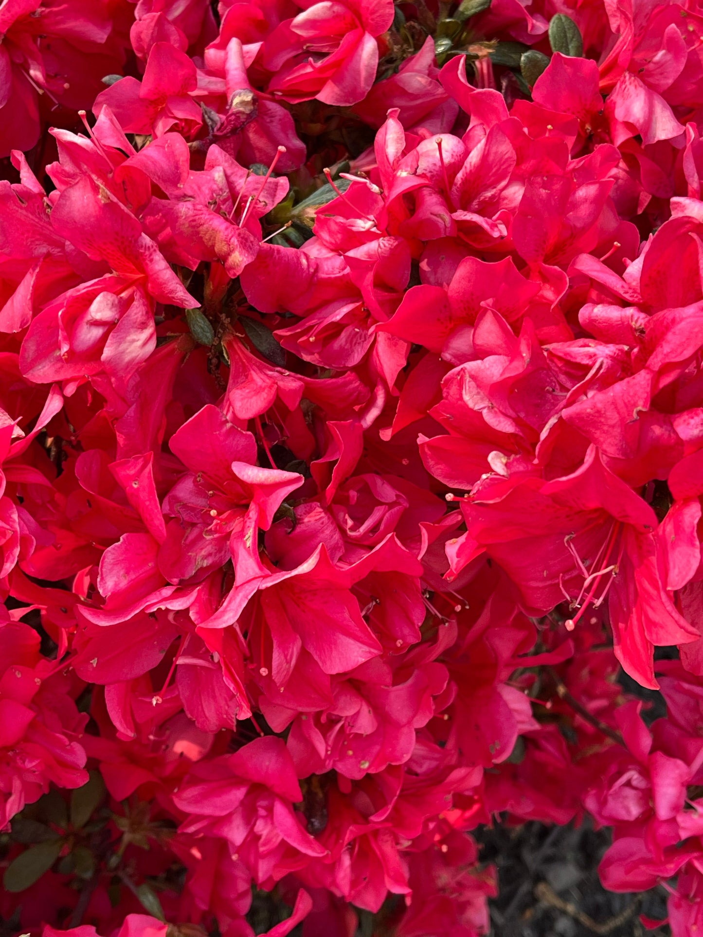 Encore® Autumn Embers® Reblooming Azalea Live Plant – Full Gallon Pot – Rhododendron 'Conleb'