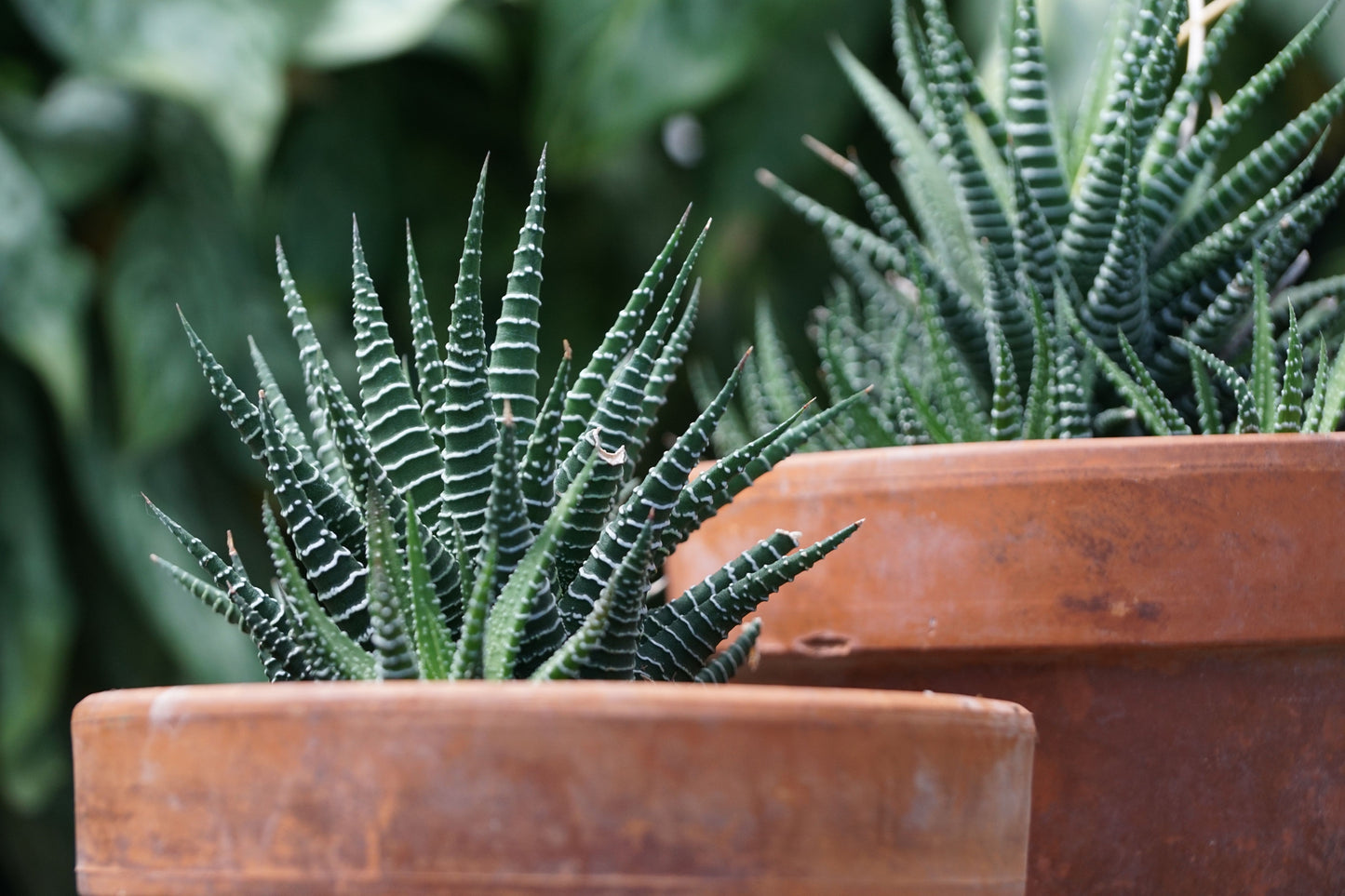 Zebra Plant Succulent Live Indoor Plant – Haworthiopsis fasciata in Pot